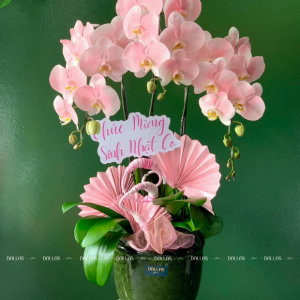 Chậu Lan Hồ Điệp Hồng Pastel Signature 3 Cành (Đ3-NH1/02)