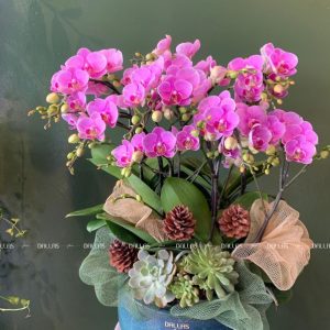 Chậu Lan Hồ Điệp Mini Hồng 8 Cành Đôi (M4-H2/05)