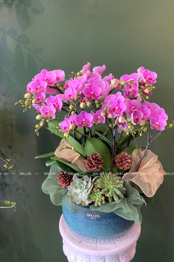 Chậu Lan Hồ Điệp Mini Hồng 8 Cành Đôi (M4-H2/05) Chậu Lan Hồ Điệp Mini Hồng 8 Cành Đôi (M4-H2/05)