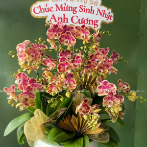 Chậu Lan Hồ Điệp Đột Biến Cam 8 Cành (T8-ĐB1/01)