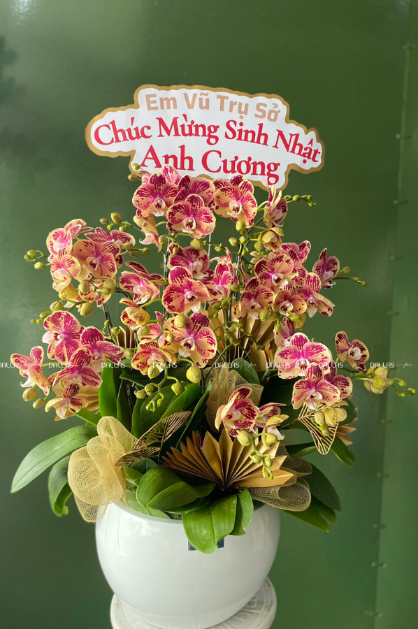 3Chậu Lan Hồ Điệp Đột Biến Cam 8 Cành (T8-ĐB1/01) Chậu Lan Hồ Điệp Đột Biến Cam 8 Cành (T8-ĐB1/01)