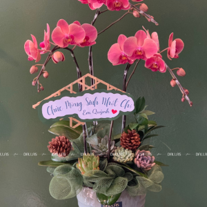 Chậu Lan Hồ Điệp Cam Đào 3 Cành (Đ3-C1/02)