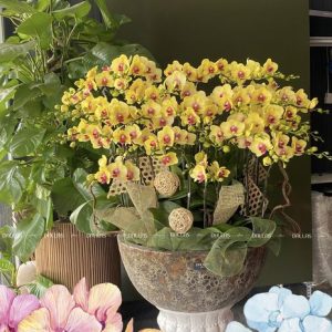 Chậu Lan Hồ Điệp Mini Vàng 40 Cành Đôi (M20-V2/01)