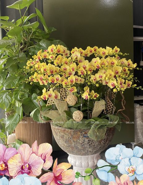 Chậu Lan Hồ Điệp Mini Vàng 40 Cành Đôi (M20-V2/01) Chậu Lan Hồ Điệp Mini Vàng 40 Cành Đôi (M20-V2/01)