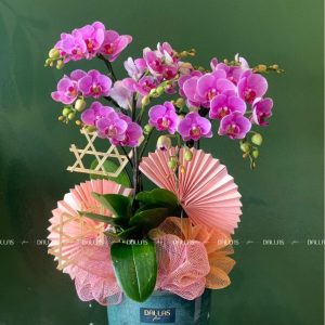 Chậu Lan Hồ Điệp Mini Hồng 4 Cành Đôi (M2-H2/02)