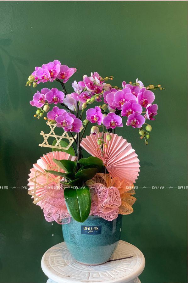 Chậu Lan Hồ Điệp Mini Hồng 4 Cành Đôi (M2-H2/02) Chậu Lan Hồ Điệp Mini Hồng 4 Cành Đôi (M2-H2/02)