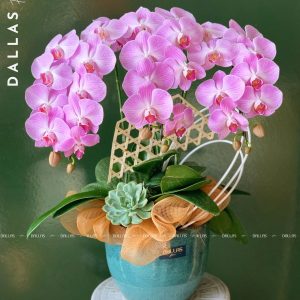 Chậu Lan Hồ Điệp Hồng 3 Cành (T3-H1/01)