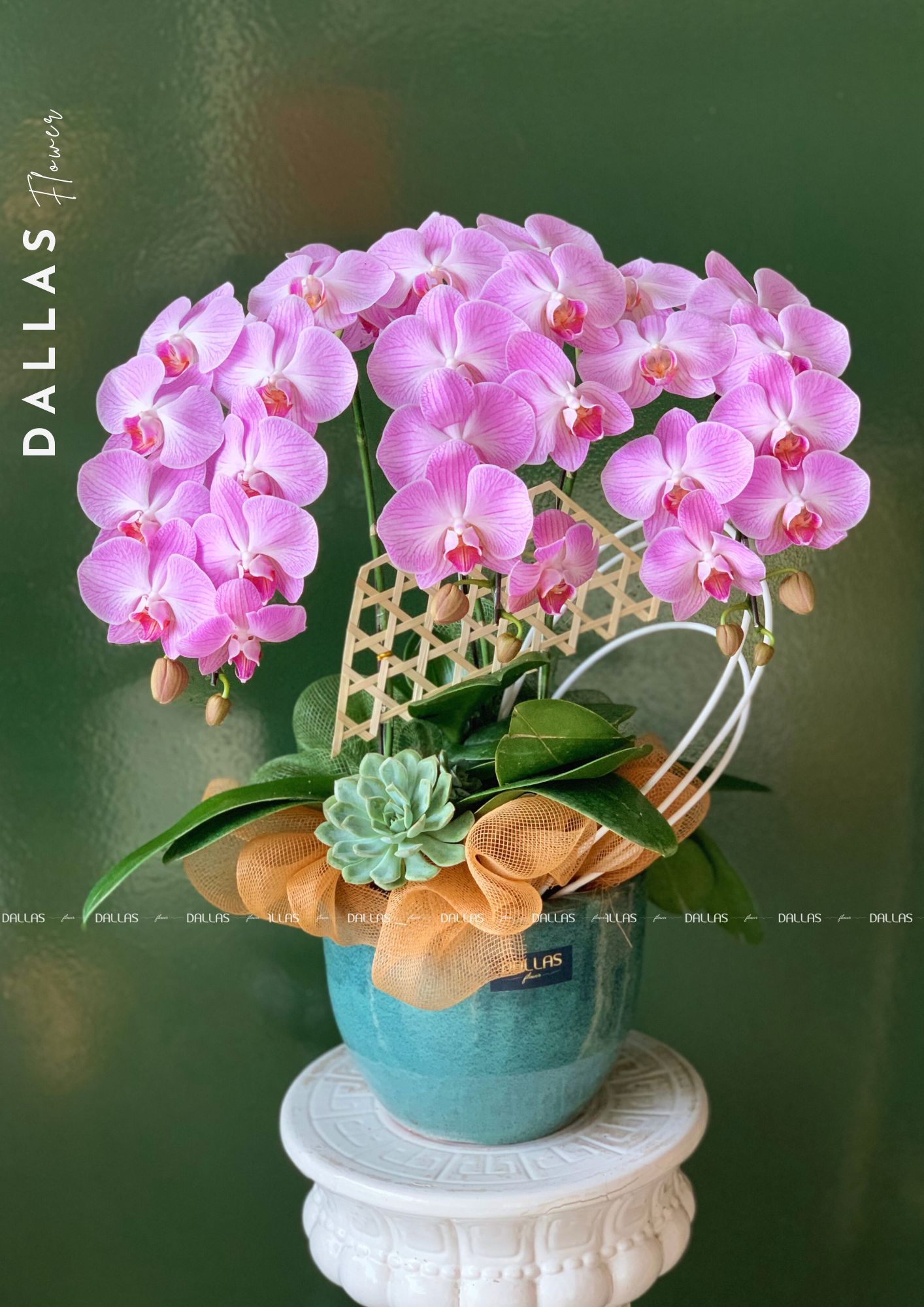 Chậu Lan Hồ Điệp Hồng 3 Cành (T3-H1/01) Chậu Lan Hồ Điệp Hồng 3 Cành (T3-H1/01)