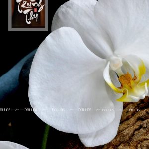 Chậu Lan Hồ Điệp Trang Trí Chủ Đề Trung Thu - 8 Cành Trắng (Đ8-TR1/03)