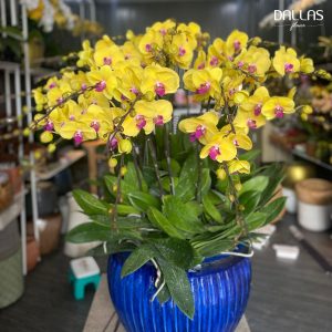 Chậu Lan Hồ Điệp Trang Trí Chủ Đề Trung Thu - 20 cành (Đ20-V1/01)