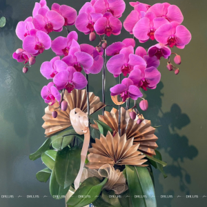 Chậu Lan Hồ Điệp Hồng 5 Cành (Đ5-H1/15)