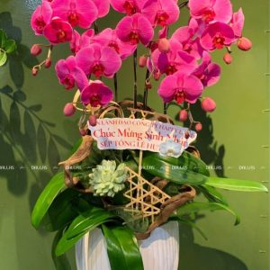 Chậu Lan Hồ Điệp Hồng 5 Cành (Đ5-H1/16)