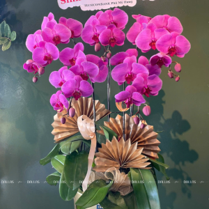 Chậu Lan Hồ Điệp Hồng 5 Cành (Đ5-H1/15)