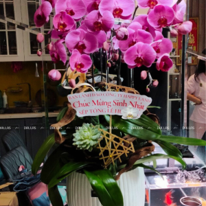 Chậu Lan Hồ Điệp Hồng 5 Cành (Đ5-H1/16)