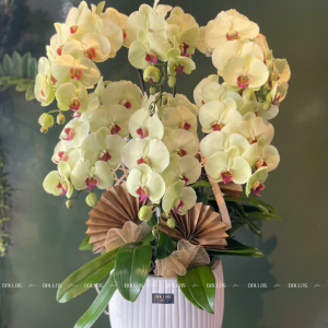 Chậu Lan Hồ Điệp Xanh Táo 6 Cành (Đ6-XT1/01)