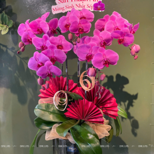 Chậu Lan Hồ Điệp Hồng 5 Cành (Đ5-H1/14)