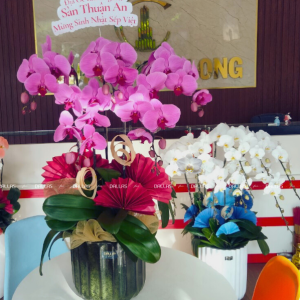 Chậu Lan Hồ Điệp Hồng 5 Cành (Đ5-H1/14)