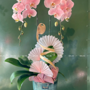 Chậu Lan Hồ Điệp Hồng Pastel Signature 2 Cành (Đ2-NH1/03)