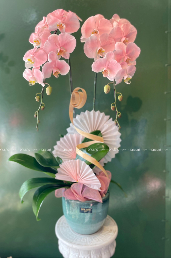 Chậu Lan Hồ Điệp Hồng Pastel Signature 2 Cành (Đ2-NH1/03) Chậu Lan Hồ Điệp Hồng Pastel Signature 2 Cành (Đ2-NH1/03)