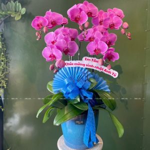 Chậu Lan Hồ Điệp Hồng 5 Cành (Đ5-H1/13)