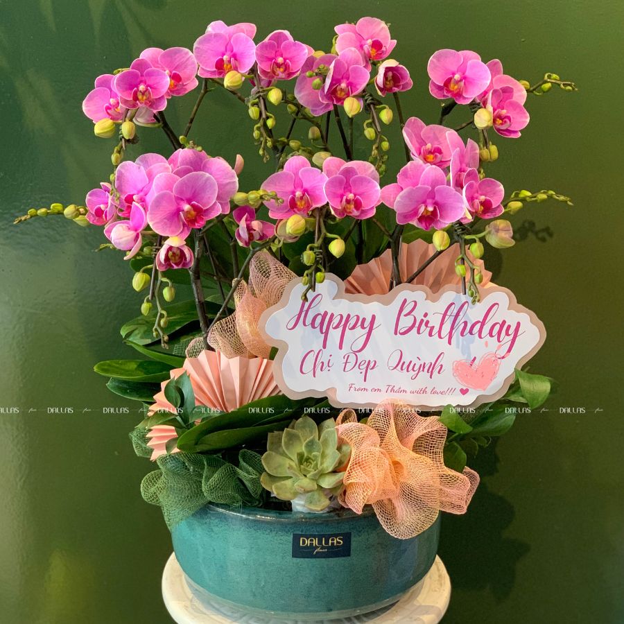 Chậu Lan Hồ Điệp Mini Hồng 8 Cành Đôi (M4-H2/04) Chậu Lan Hồ Điệp Mini Hồng 8 Cành Đôi (M4-H2/04)