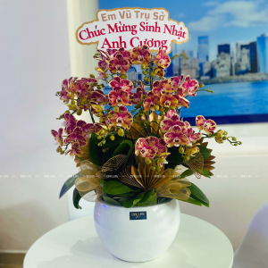 Chậu Lan Hồ Điệp Đột Biến Cam 8 Cành (T8-ĐB1/01)