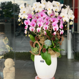 Chậu Lan Hồ Điệp Trắng Hồng 7 Cành (Đ7-Mix1/01)