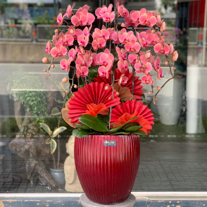 Chậu Lan Hồ Điệp Cam Đào 10 Cành (Đ10-C1/01)