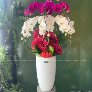 Chậu Lan Hồ Điệp Trắng Tím 6 Cành (Đ6-Mix1/02)