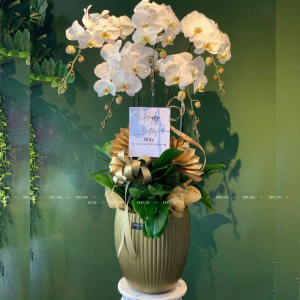 Chậu Hoa Lan Hồ Điệp Trắng 5 Cành (Đ5-TR1/21)