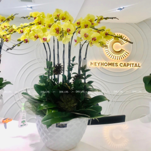 Meyhomes Capital - Lan Hồ Điệp Vàng Món Quà Tặng Sinh Nhật Sếp