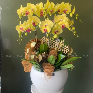 Chậu Lan Hồ Điệp Vàng 6 Cành (Đ6-V1/03)