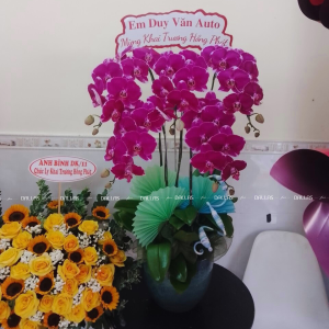 Chậu Lan Hồ Điệp Đột Biến Tím 5 Cành (Đ5-ĐB1/10)