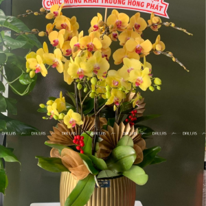 Chậu Lan Hồ Điệp Vàng 10 Cành (Đ10-V1/23)