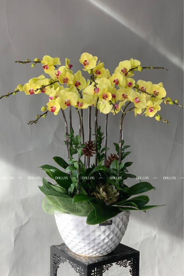 Meyhomes Capital - Lan Hồ Điệp Vàng Món Quà Tặng Sinh Nhật Sếp