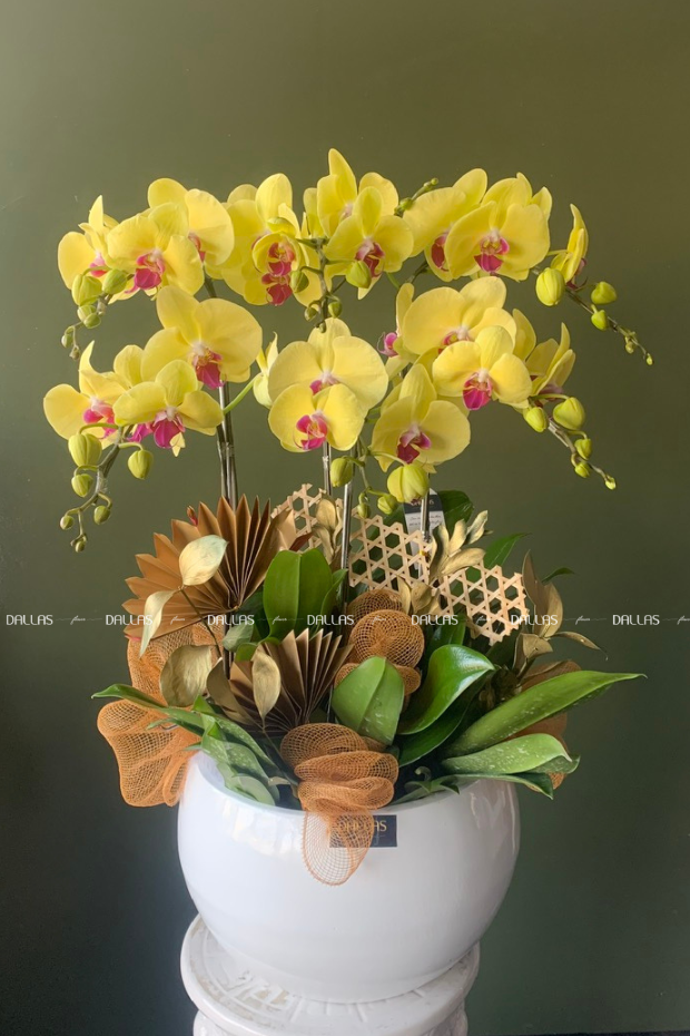 Chậu Lan Hồ Điệp Vàng 6 Cành (Đ6-V1/03) Chậu Lan Hồ Điệp Vàng 6 Cành (Đ6-V1/03)