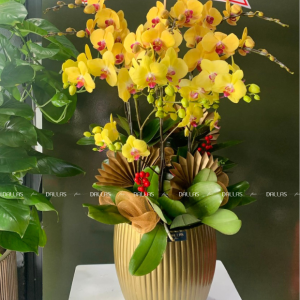 Chậu Lan Hồ Điệp Vàng 10 Cành (Đ10-V1/23)