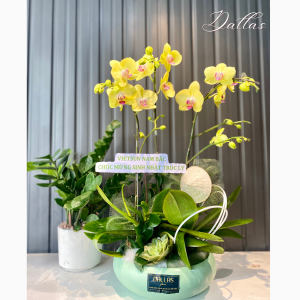 Chậu Lan Hồ Điệp Vàng 3 Cành (T3-V1/03)