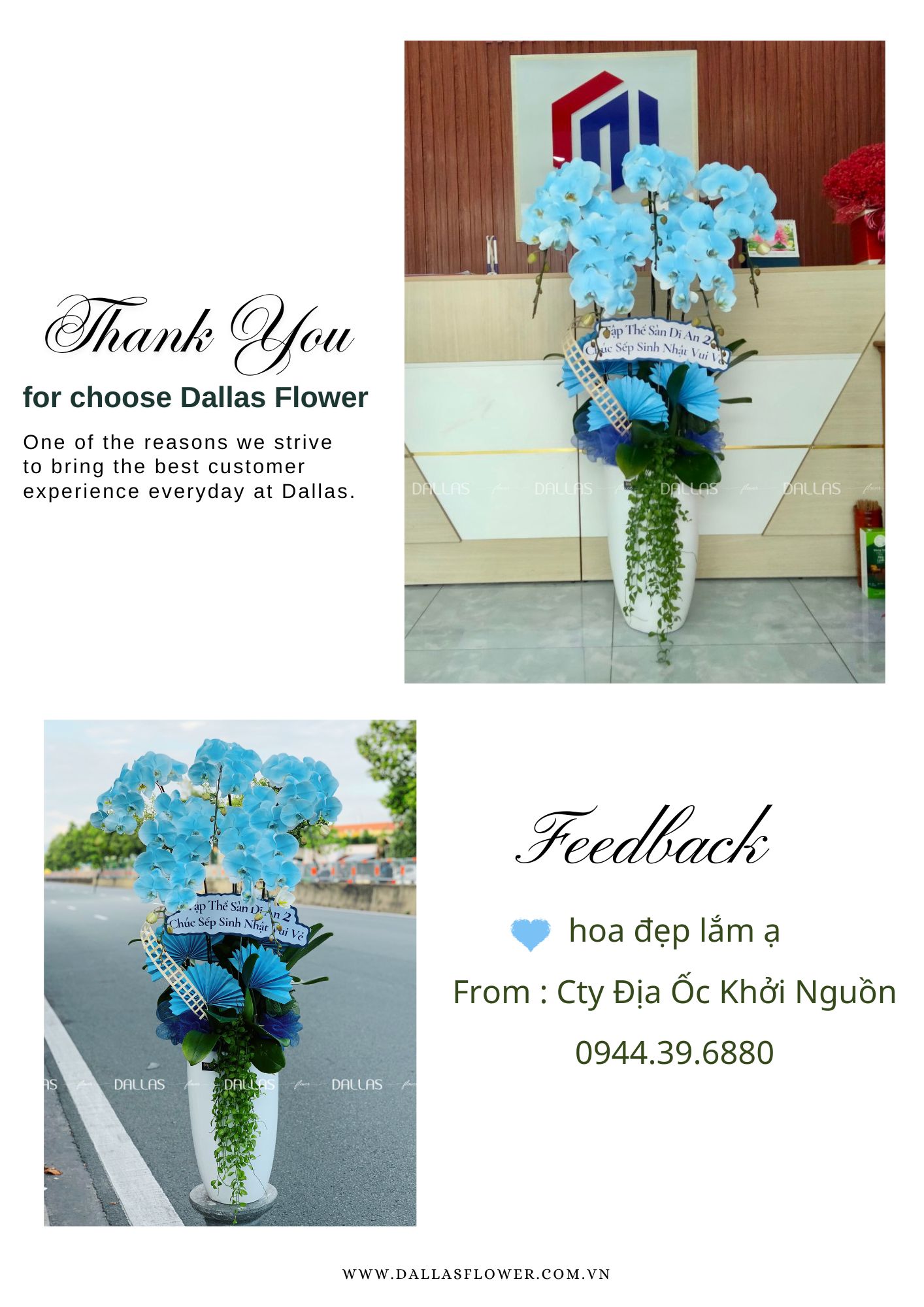 Chậu Lan Hồ Điệp Màu Xanh Dương 6 Cành (Đ6-NX1/03) Chậu Lan Hồ Điệp Màu Xanh Dương 6 Cành (Đ6-NX1/03)