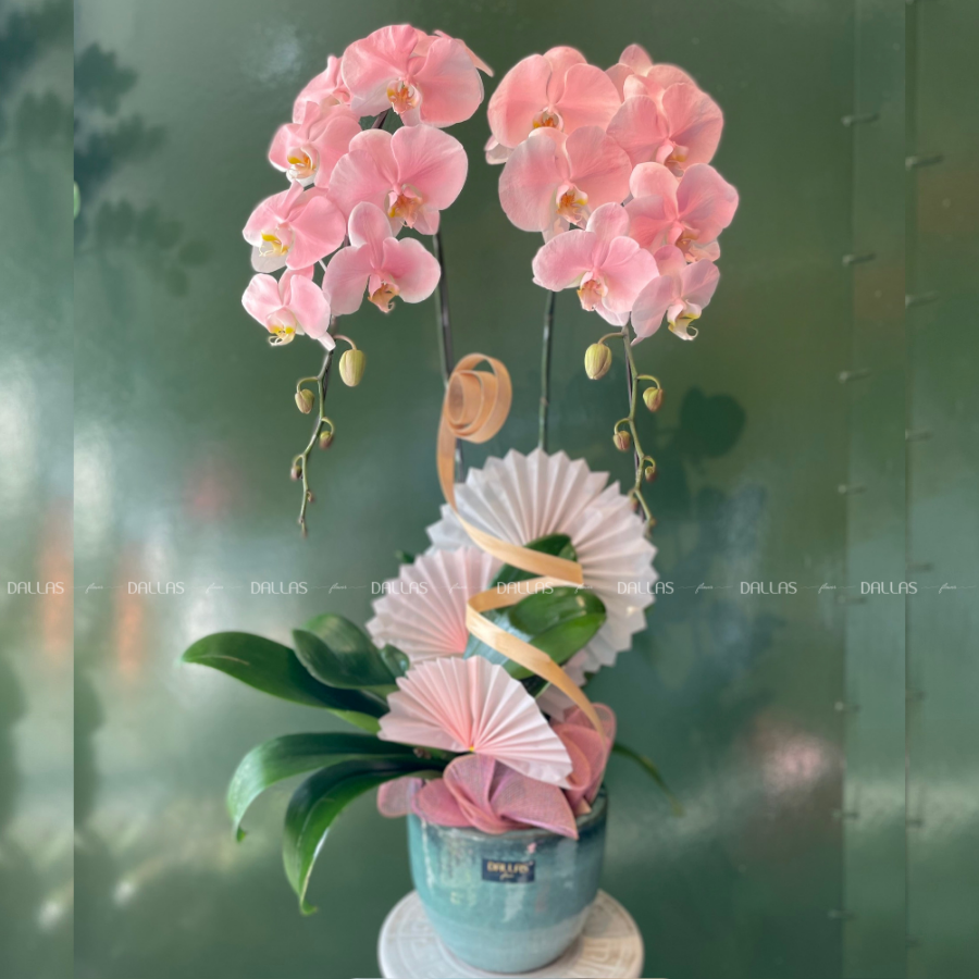 Chậu Lan Hồ Điệp Hồng Pastel Signature 2 Cành (Đ2-NH1/03) Chậu Lan Hồ Điệp Hồng Pastel Signature 2 Cành (Đ2-NH1/03)