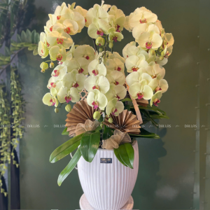 Chậu Lan Hồ Điệp Xanh Táo 6 Cành (Đ6-XT1/01)