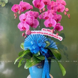 Chậu Lan Hồ Điệp Hồng 5 Cành (Đ5-H1/13)