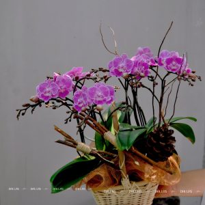 Lẵng Hoa Lan Hồ Điệp Mini Tím 4 Cành Đôi (M2-TI2/05)