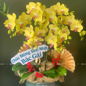 Chậu Lan Hồ Điệp Vàng 8 Cành Đôi (Đ4-V2/03)