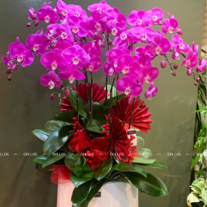 Chậu Lan Hồ Điệp Hồng 9 Cành (Đ9-H1/06)