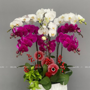 Chậu Lan Hồ Điệp Trắng Tím 9 Cành (Đ9-Mix1/14)