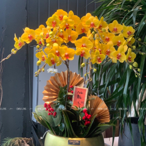 Chậu Lan Hồ Điệp Vàng 9 Cành (TĐ9-V1/05)