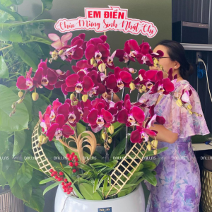Chậu Lan Hồ Điệp Đỏ Ngọc Trai 10 Cành (Đ10-Đ1/01)
