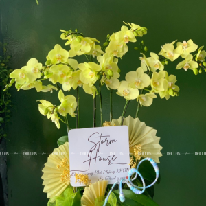 Chậu Lan Hồ Điệp Vàng 8 Cành Đôi (Đ4-XT2/01)