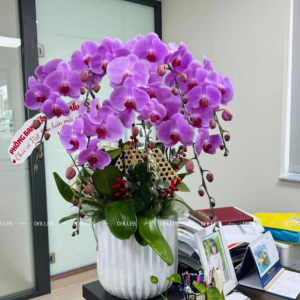 Chậu Lan Hồ Điệp Hồng 9 Cành (Đ9-H1/07)